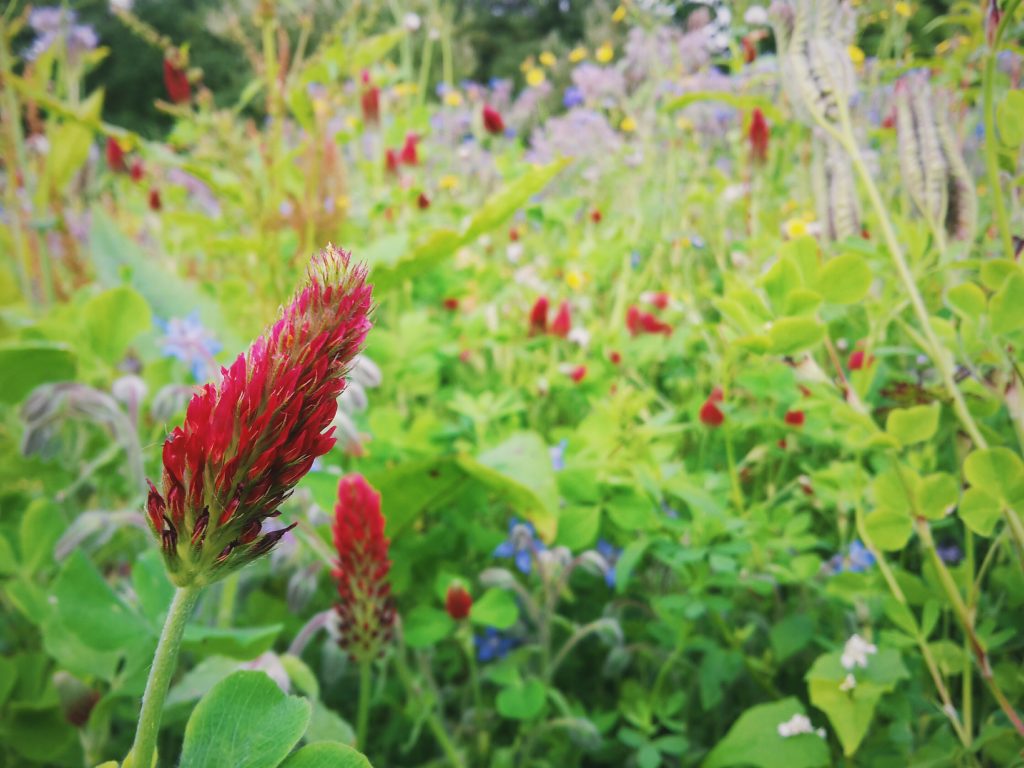 Open pollinated seeds Vital Seeds