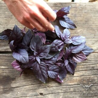 Basil - Red