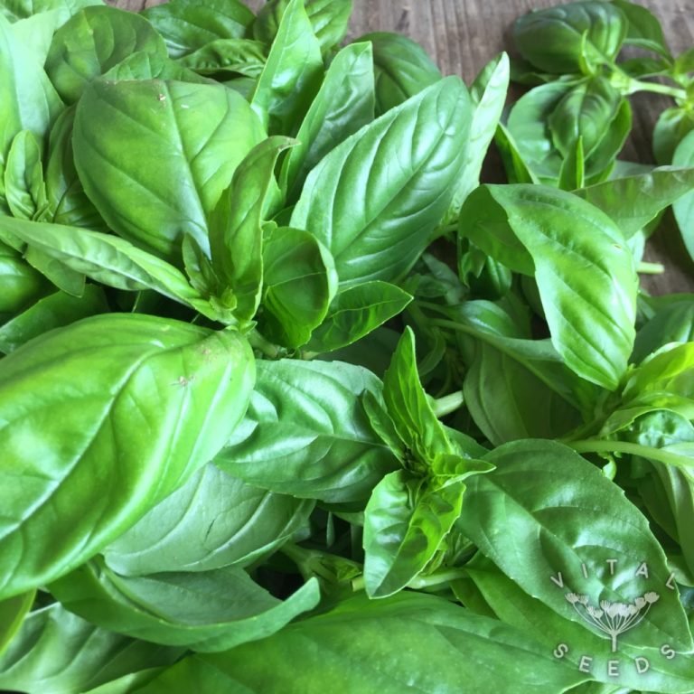 Basil Sweet Genovese Vital Seeds