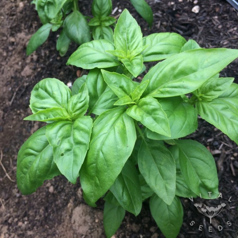 Basil Sweet Genovese Vital Seeds