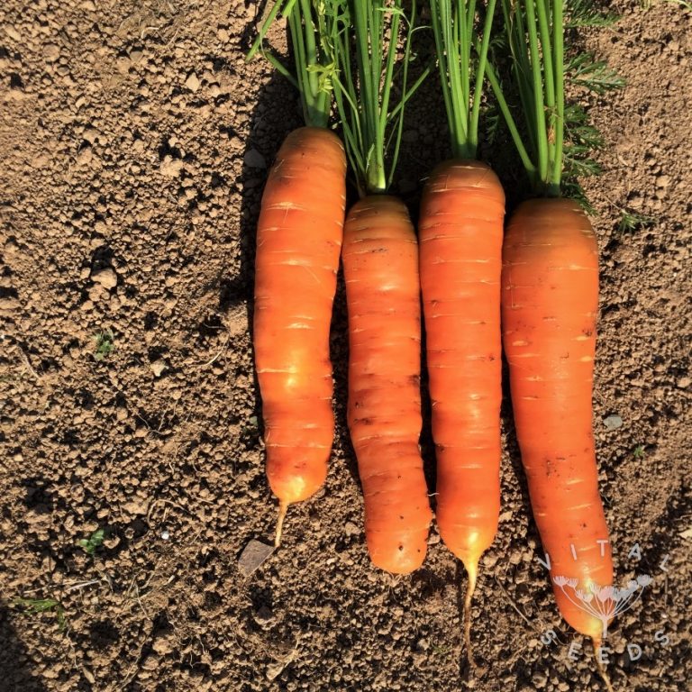 Carrot Seeds Vital Seeds Best varieties from Devon, UK