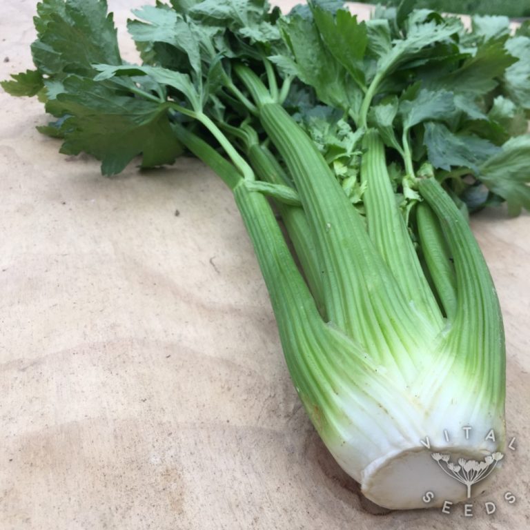 Celery Tall Utah Vital Seeds