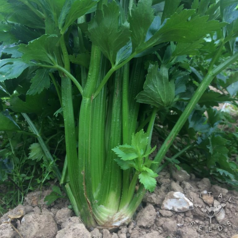 Celery Tall Utah Vital Seeds