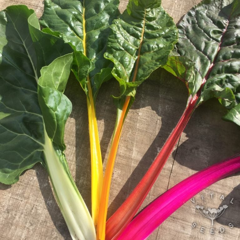How to grow chard - Vital Seeds