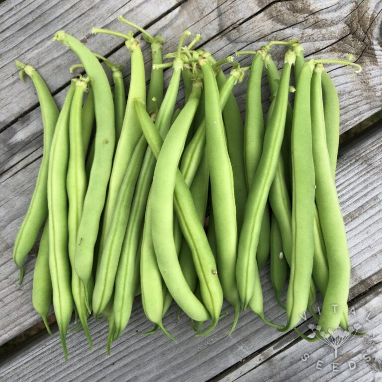 Dwarf French bean seeds Vital Seeds Exciting organic varieties for UK