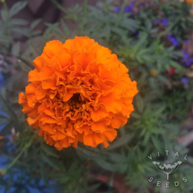French Marigold Seeds Vital Seeds