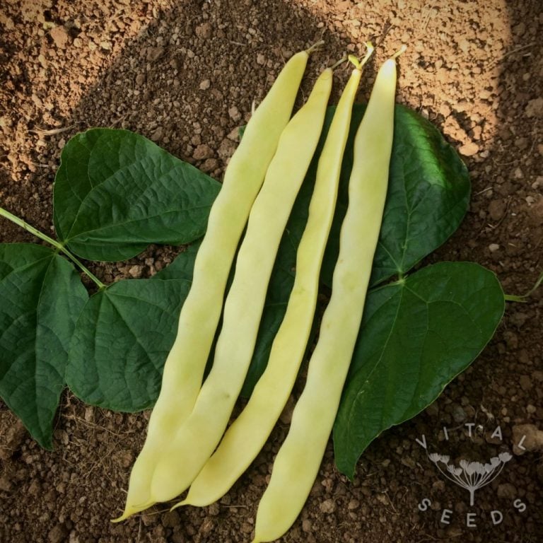 Climbing French bean - Golden Gate (Organic) - Vital Seeds