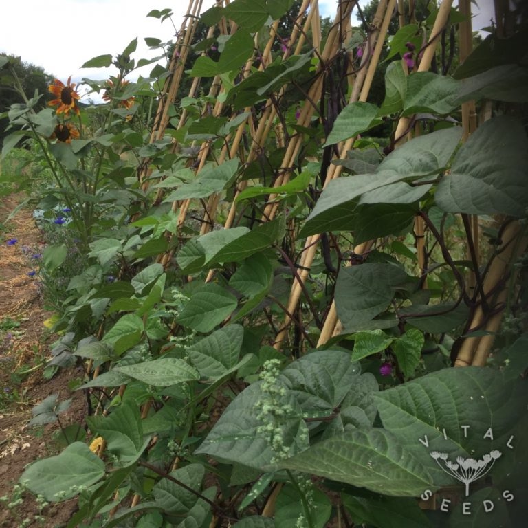 Climbing French bean Blauhilde Vital Seeds