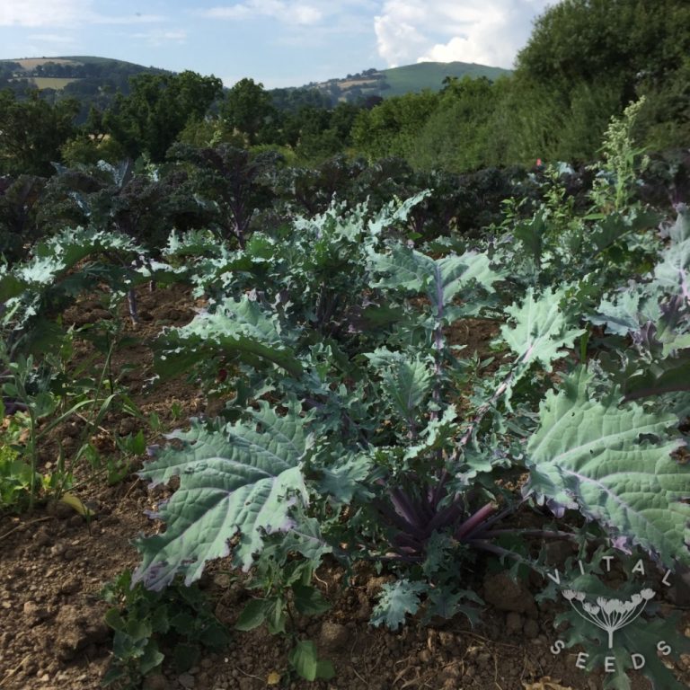 Kale Red Russian Vital Seeds