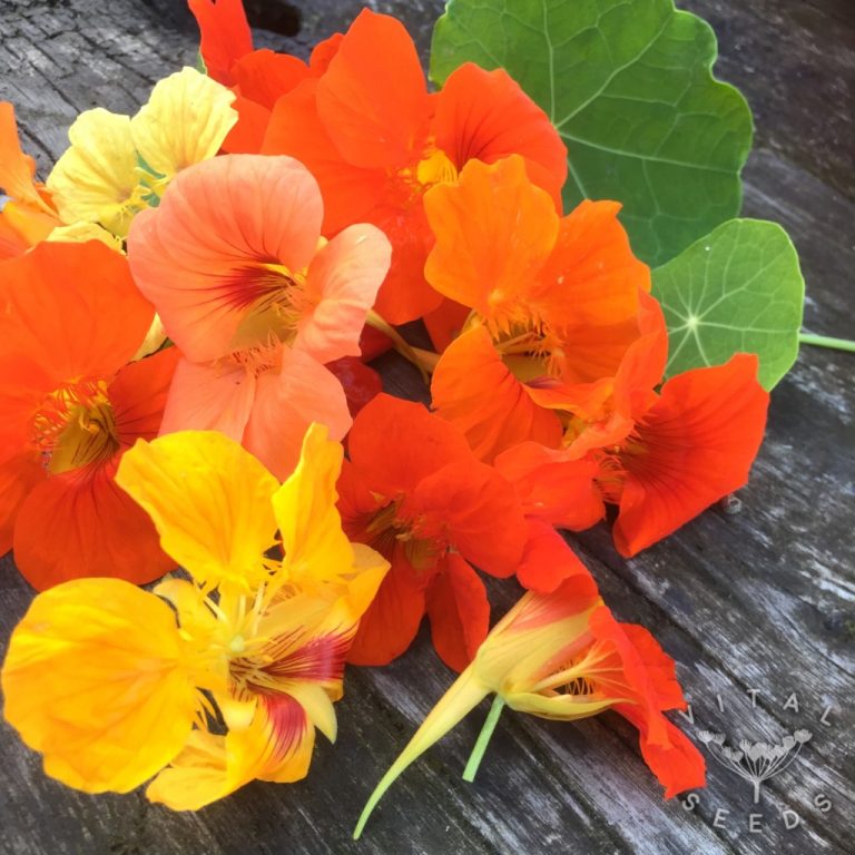 Nasturtium Trailing Vital Seeds
