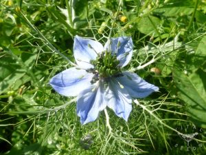 Nigella - Love in a Mist