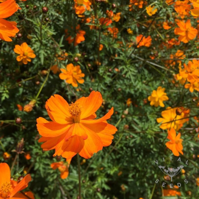 Cosmos Orange Vital Seeds