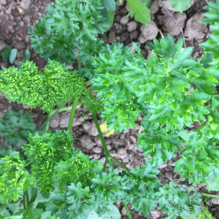 Parsley Curly Moss Curled Vital Seeds