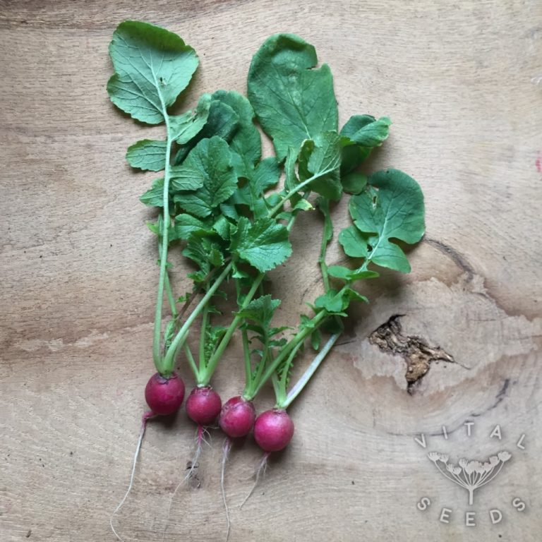 Radish Cherry Belle Vital Seeds