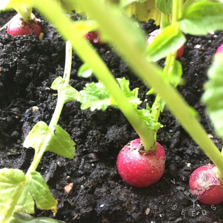 Radish Cherry Belle Vital Seeds