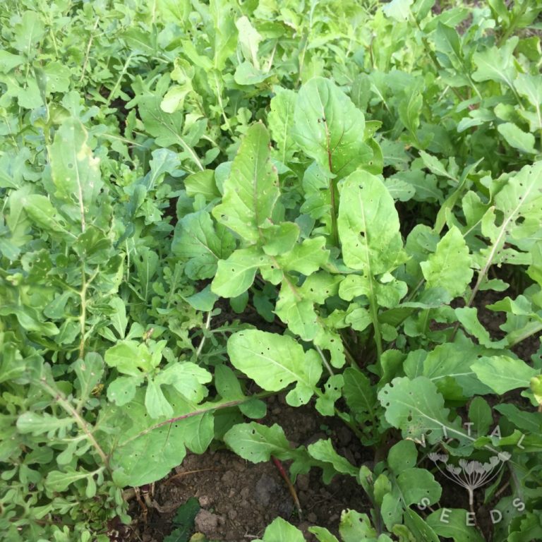 Salad rocket Vital Seeds