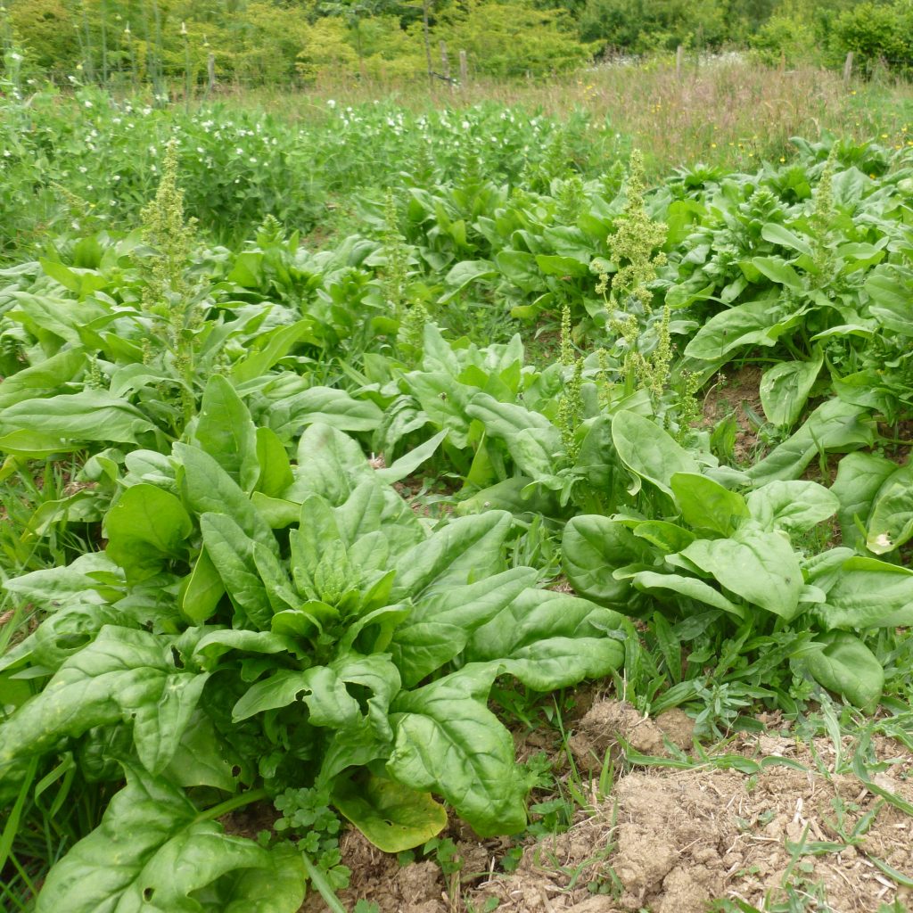 Spinach Matador Vital Seeds