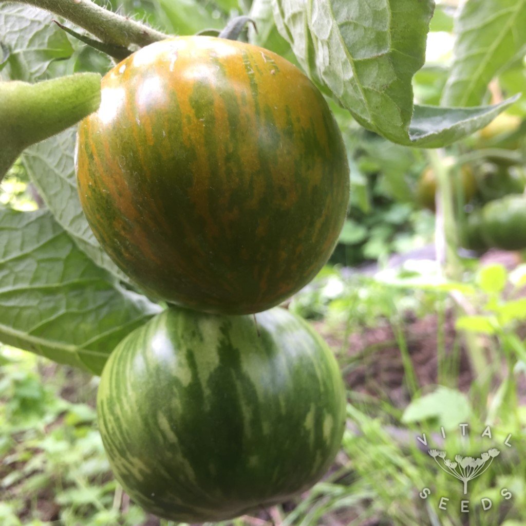 Green Zebra Tomato From Heritage Harvest Seed
