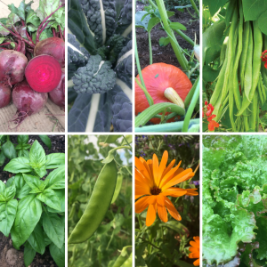 "The Cottage Garden" Seed Collection | Vital Seeds