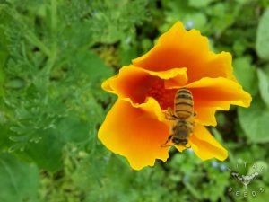 California Poppy