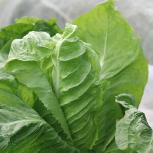 Pain De Sucre Chicory
