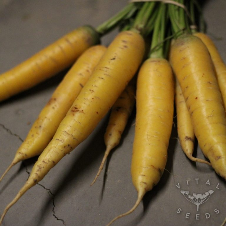 Carrot Seeds Vital Seeds Best varieties from Devon, UK