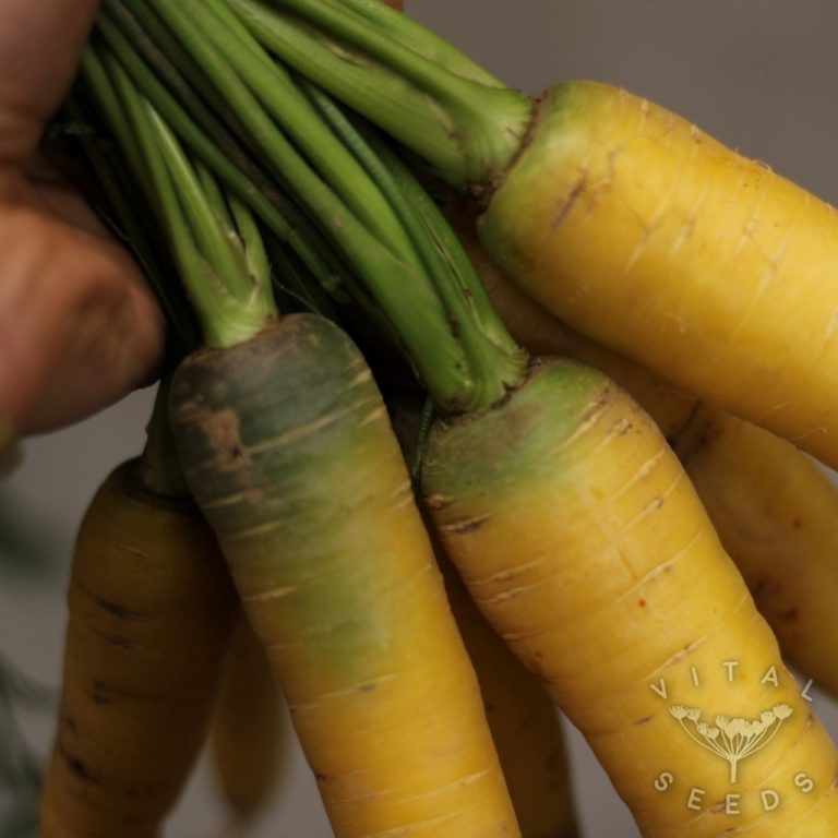 Carrot Seeds Vital Seeds Best varieties from Devon, UK