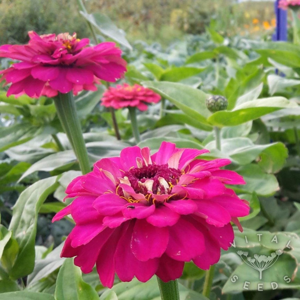 Zinnia Dwarf Mix Vital Seeds
