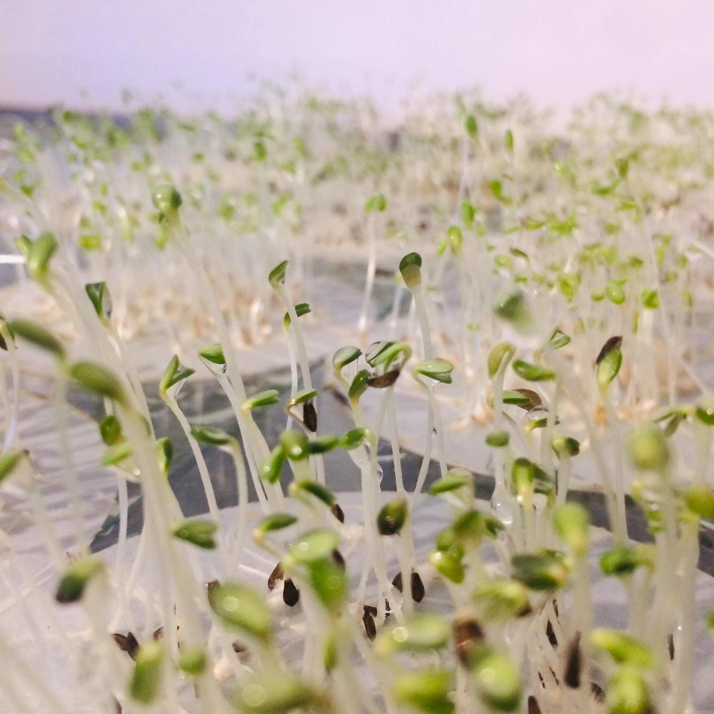 Germinating lettuce