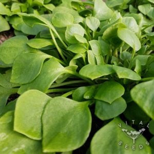 Claytonia