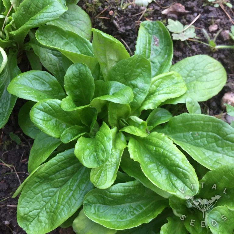 Corn Salad / Lamb's Lettuce Vital Seeds
