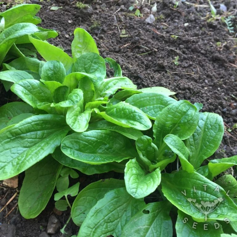 Corn Salad / Lamb's Lettuce Vital Seeds