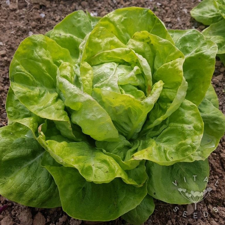 Winter Lettuce Valdor Vital Seeds