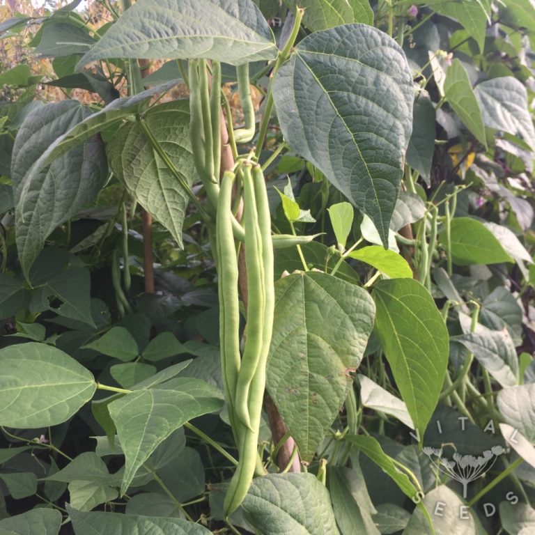 Climbing French Beans Cobra Vital Seeds