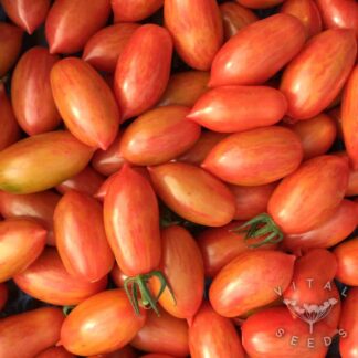 Tomato - Pink Tiger