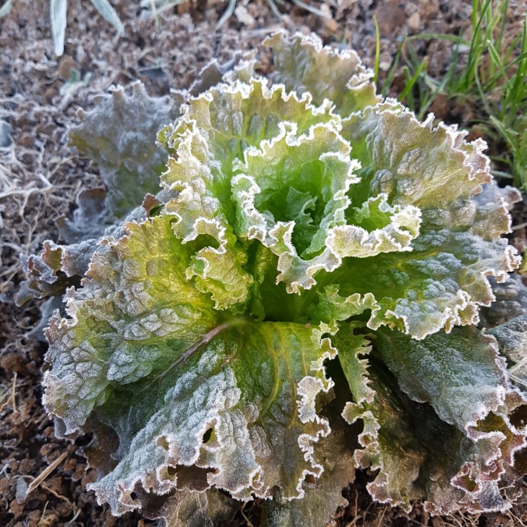 Winter Lettuce Grenoble Red Vital Seeds