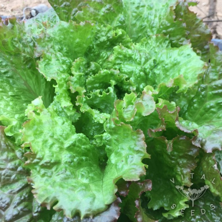 Lettuce Seeds Vital Seeds Interesting and productive lettuce