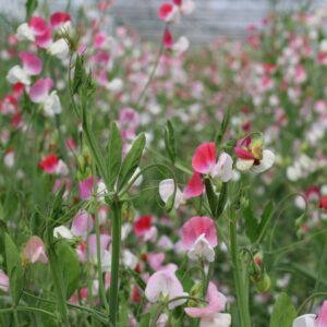 Painted Lady Sweet Pea