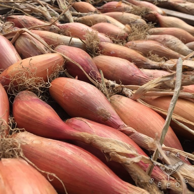 Shallot Zebrune Vital Seeds