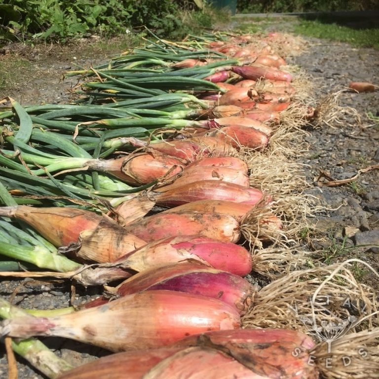Shallot Zebrune Vital Seeds
