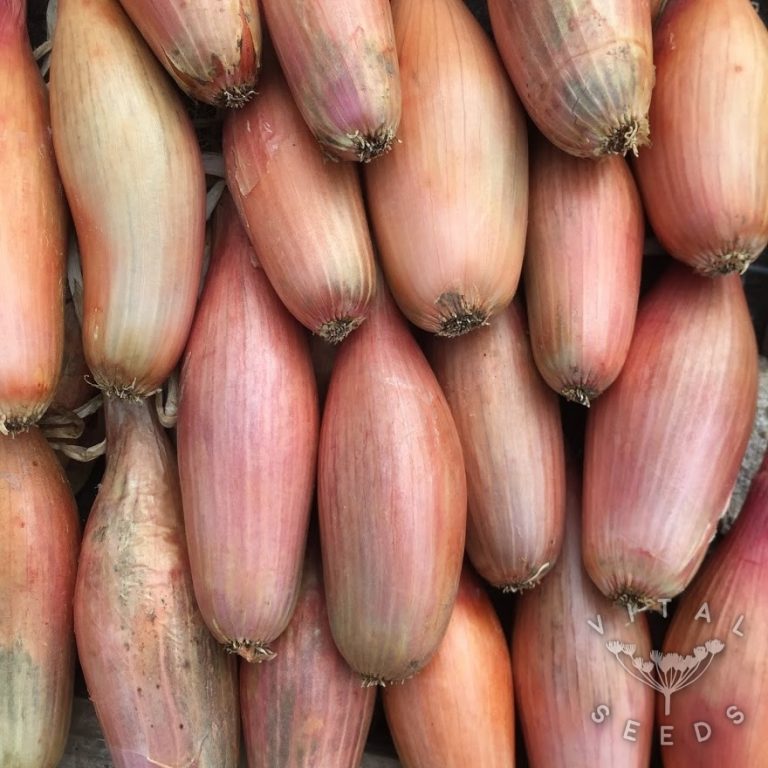 Shallot Zebrune Vital Seeds