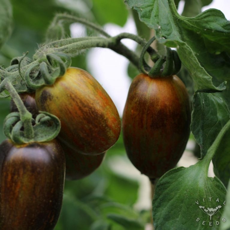 Tomato Brad's Atomic Grape Vital Seeds