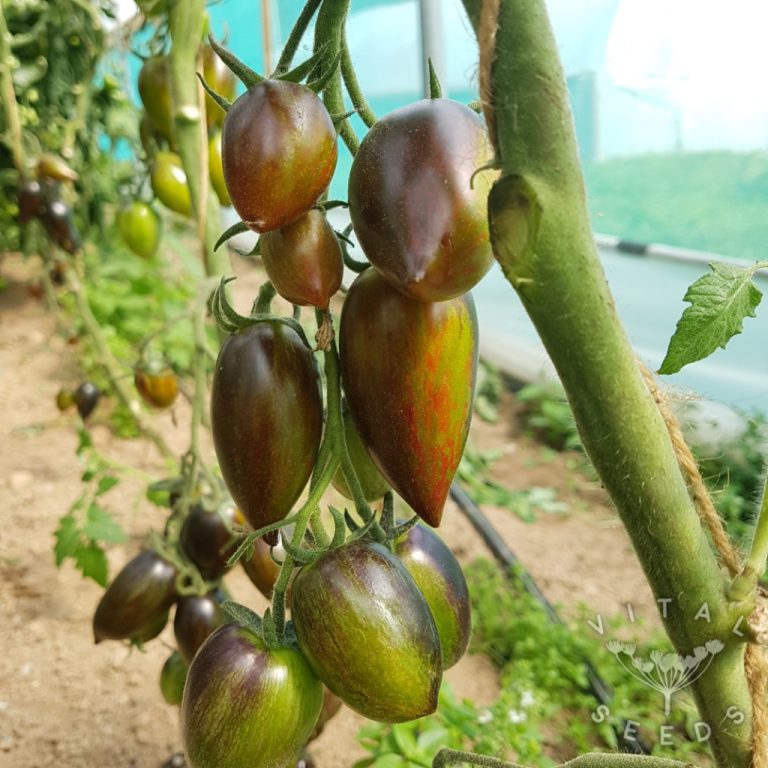 Tomato Brad's Atomic Grape Vital Seeds