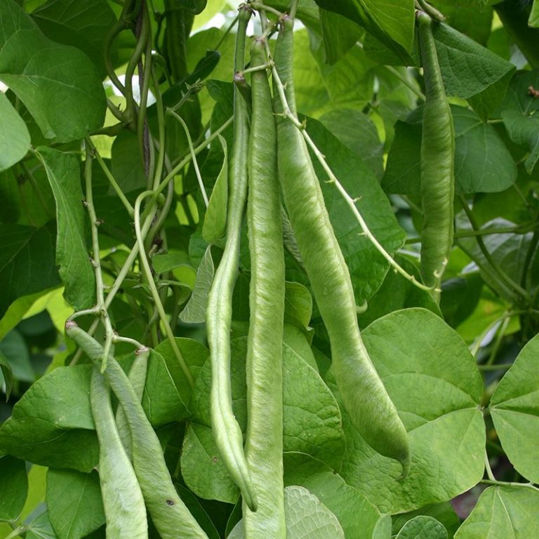 Runner Bean Seeds Vital Seeds Best UK organic seeds