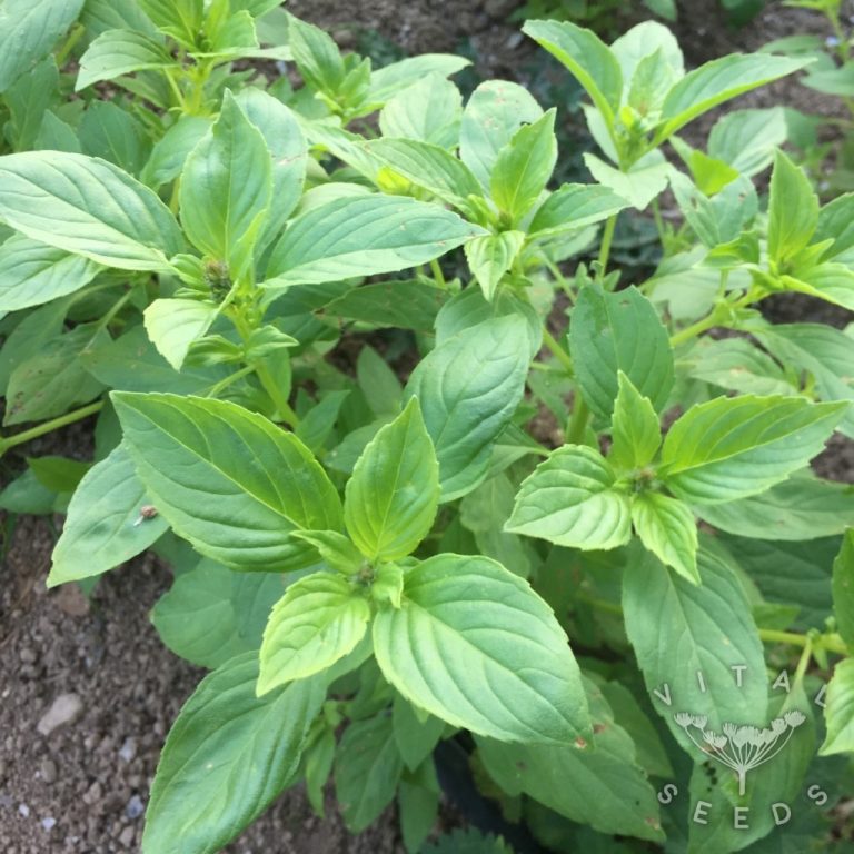 Basil Lemon Vital Seeds