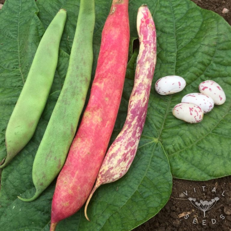 Dwarf French beans Borlotti Vital Seeds