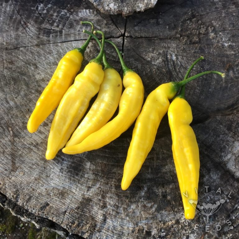 Chilli Lemon Drop Vital Seeds