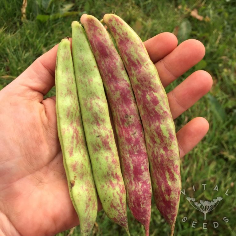 Dwarf French beans Borlotti Vital Seeds