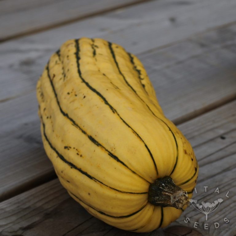 Winter squash Delicata Zeppelin Vital Seeds