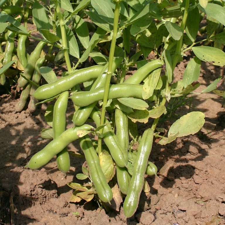 Broad bean Ratio Vital Seeds